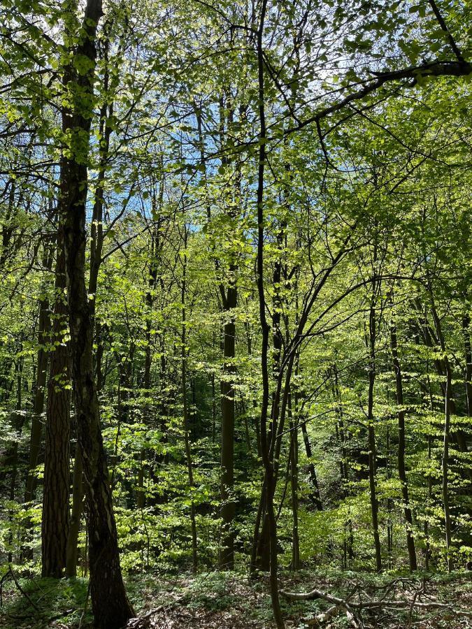 Gasthuis Blisshouse Luxurious Calm And Energetic Spot Near By Surrounded By The Forest Where Will Find Your Peace And Your People